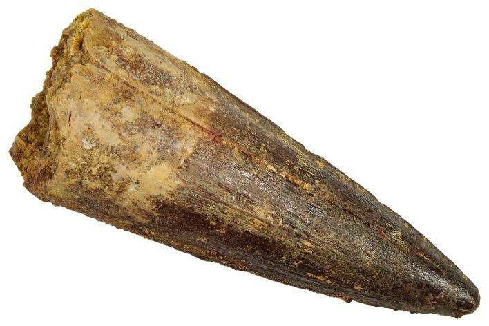Fossil Spinosaurus Tooth - Real Dinosaur Tooth #345407